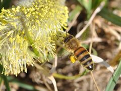 Apis mellifera